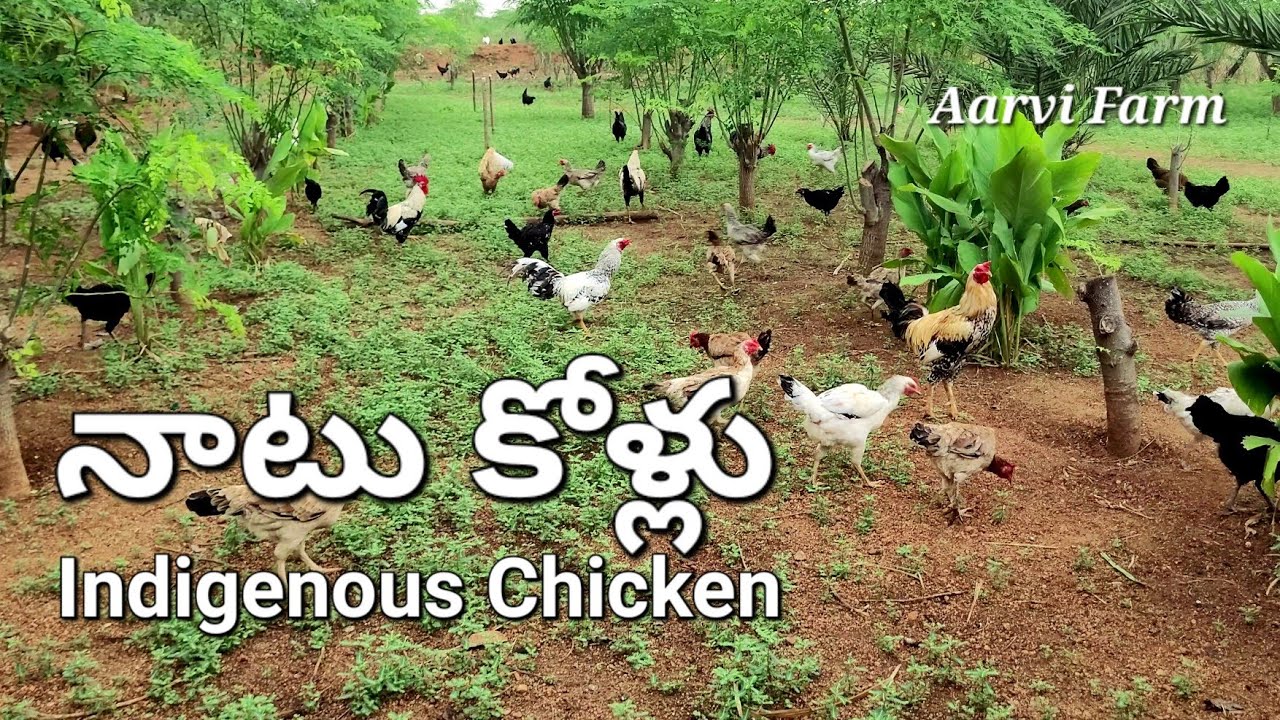 నాటు కోళ్ల పెంపకం, Pure Natu Kollu Farming, Original Natukodi Chicks, Native Chicken Business Telugu