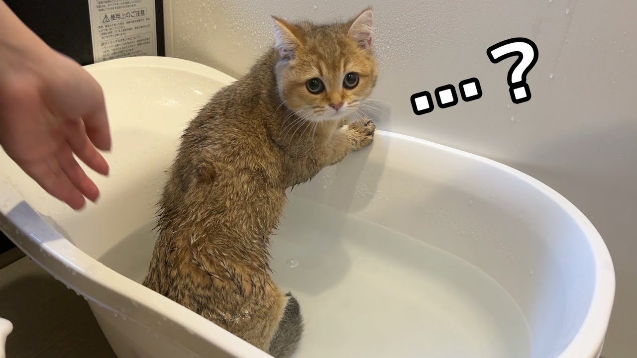 お風呂が大の苦手な子猫に専用のバスタブ用意した結果こうなりました
