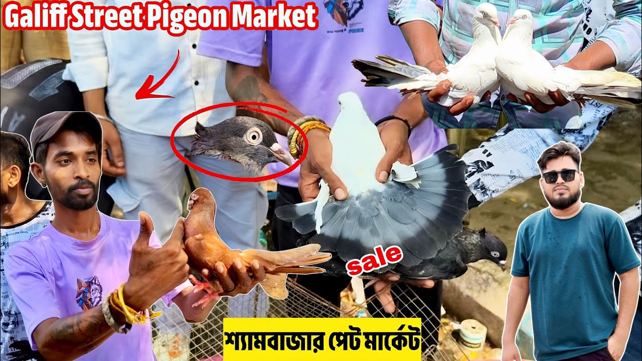 Galiff Street Pigeon Market•Shyambazar In Kolkata | রবিবারের হাটে কিছু কালদুমা কবুতর 