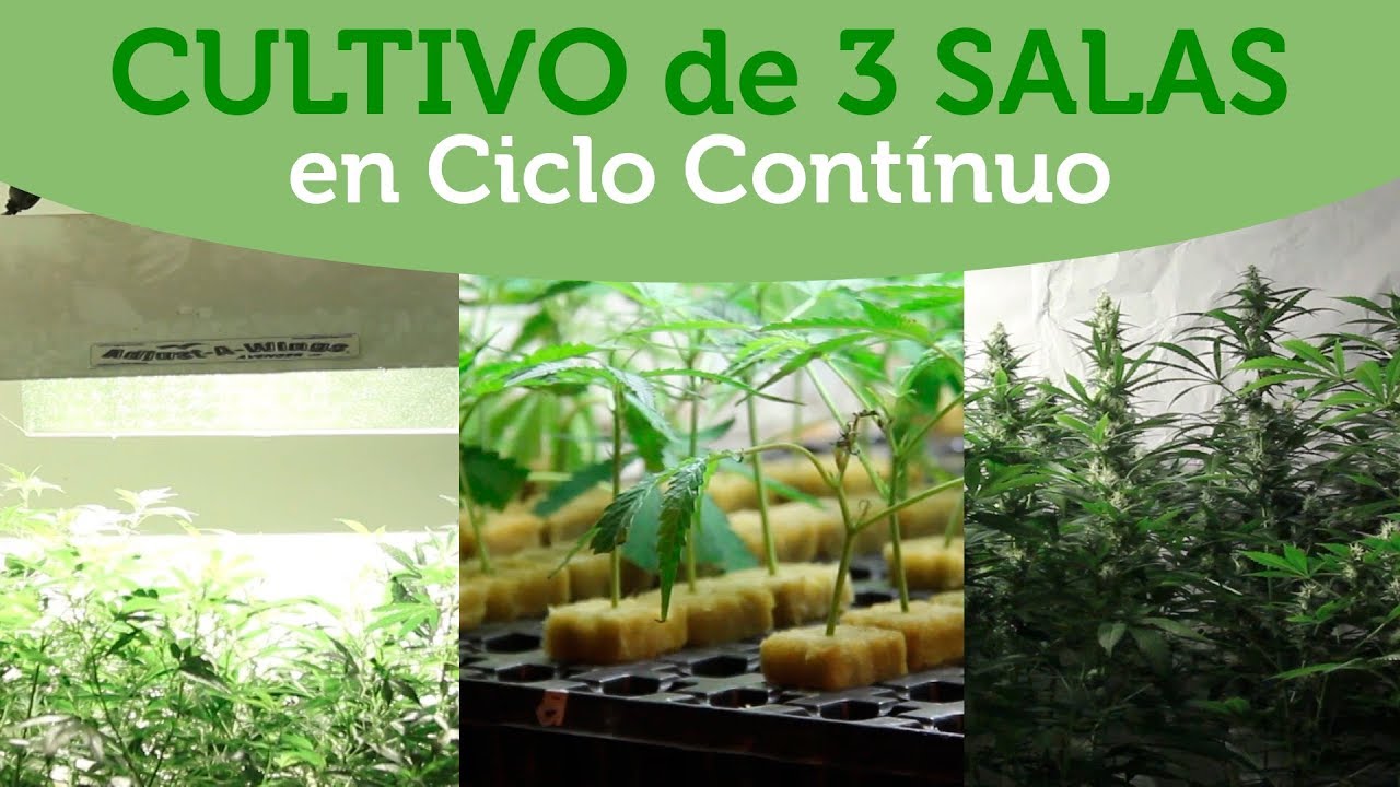 Sala de cultivo de MARIHUANA en coco: MADRES, ESQUEJES y FLORACI&Oacute;N. CICLO CONTiNUO. Al Natural 39