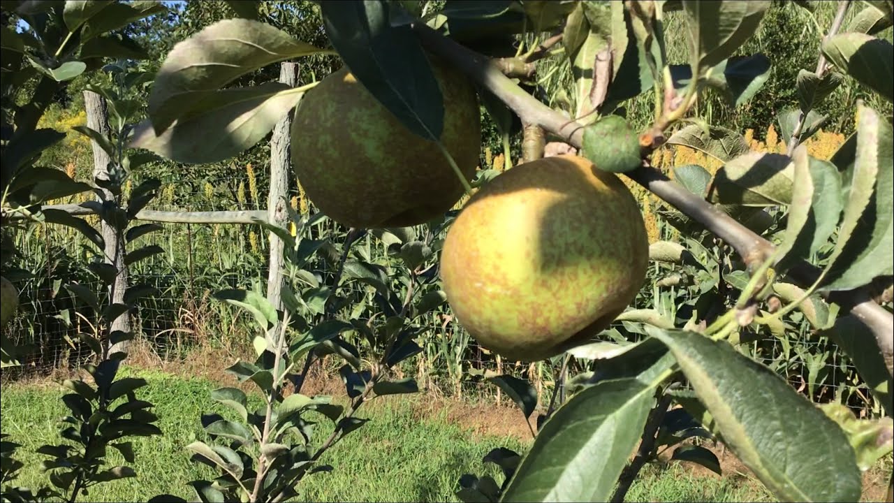 Picking King David and Roxbury Russet