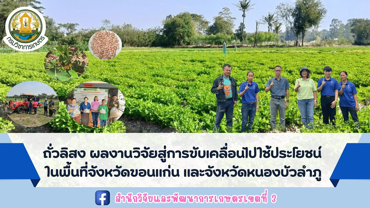 การผลิตถั่วลิสงผลงานวิจัยสู่การขับเคลื่อนไปใช้ประโยชน์