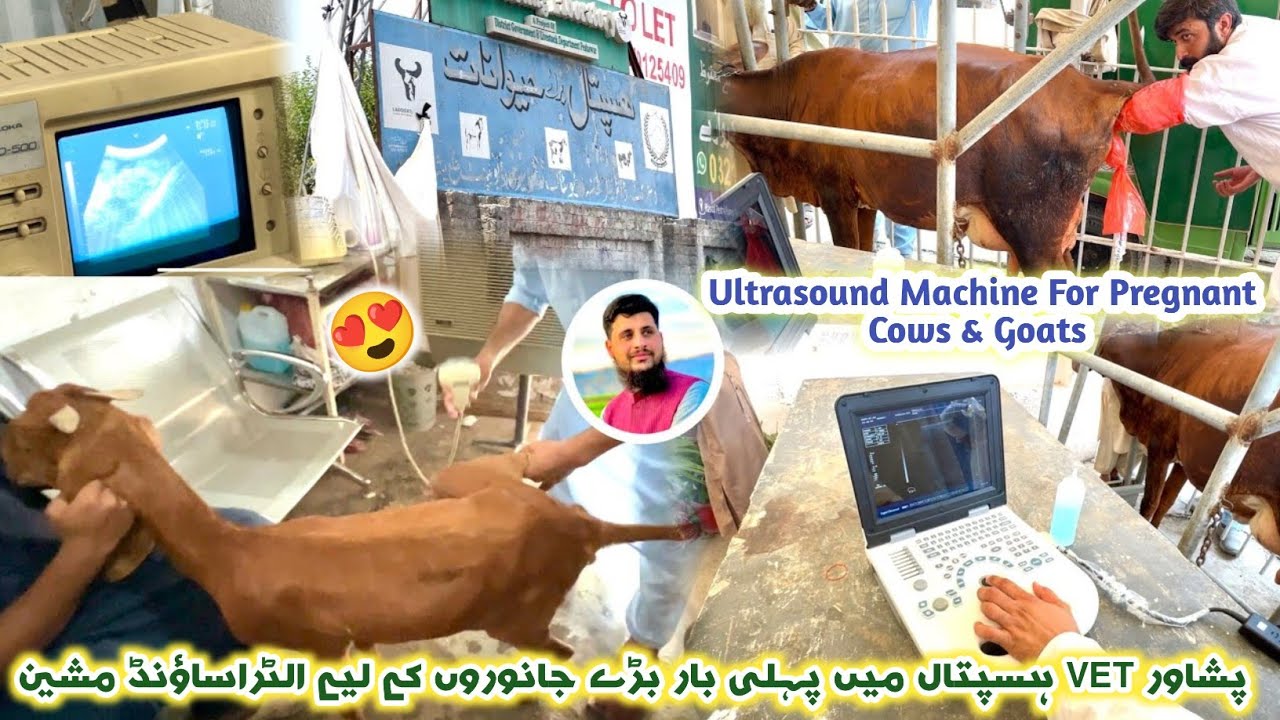 Veterinary Hospital Bacha Khan Chowk Peshawar 2025 Ultrasound Machine For Cows, Sheep & Goat Izhar 