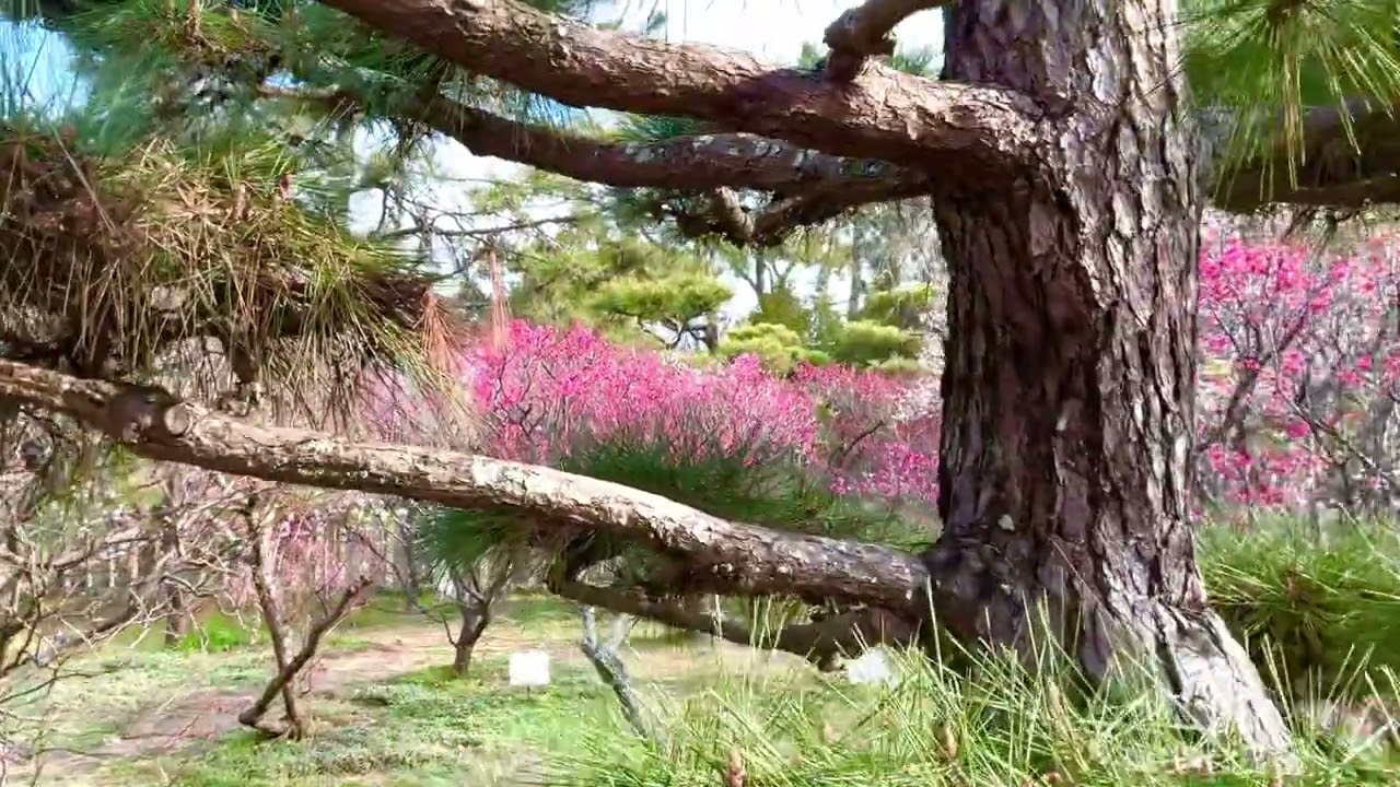 🟡﻿【突撃カメラマン】 ｢神社仏閣を巡る❗️｣ ー 『曽根天満宮』を訪れる❣️ー