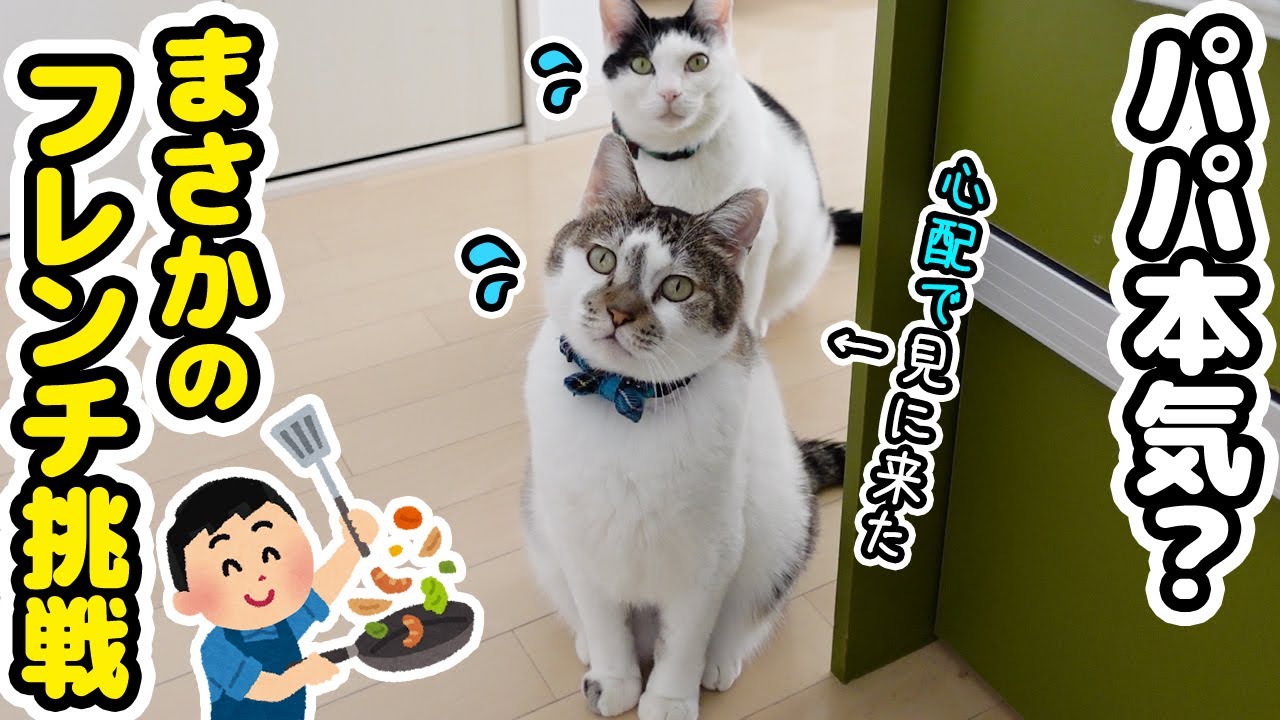 パパまさかのフレンチに挑戦!?心配で見にくる愛猫たちが可愛すぎた