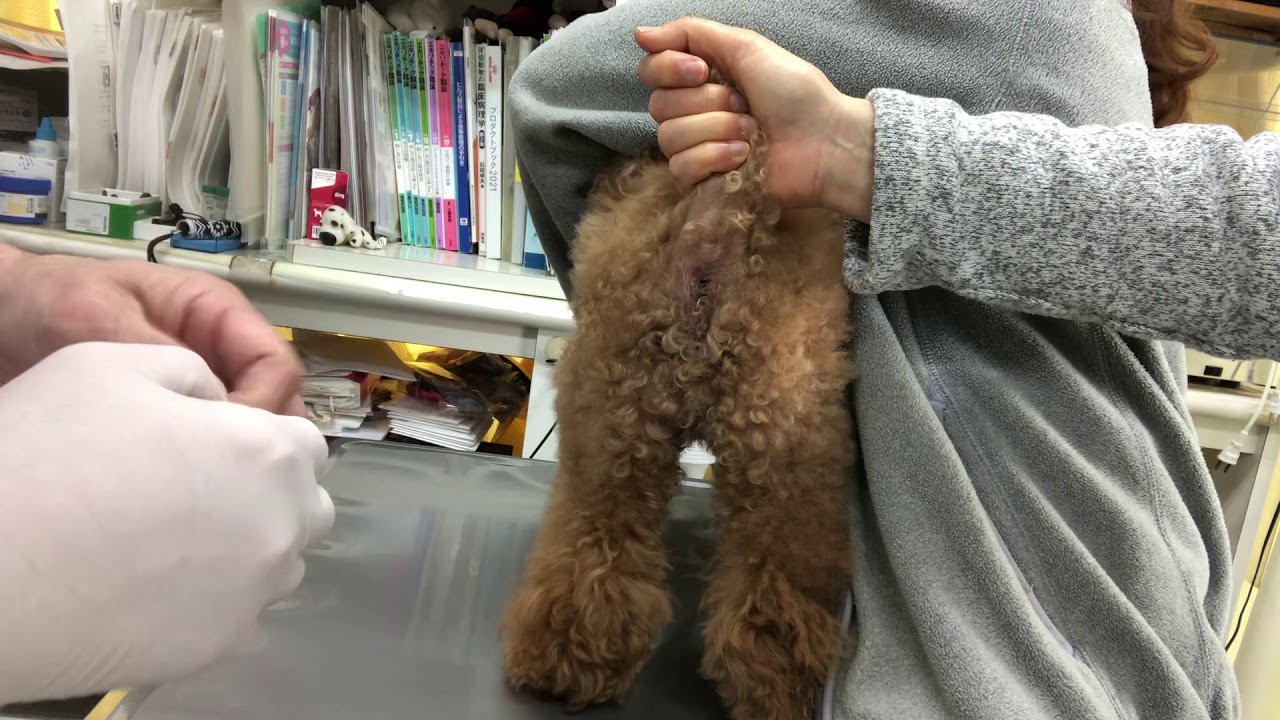 ⑩トイプードルのクッキーちゃんの座薬の入れ方