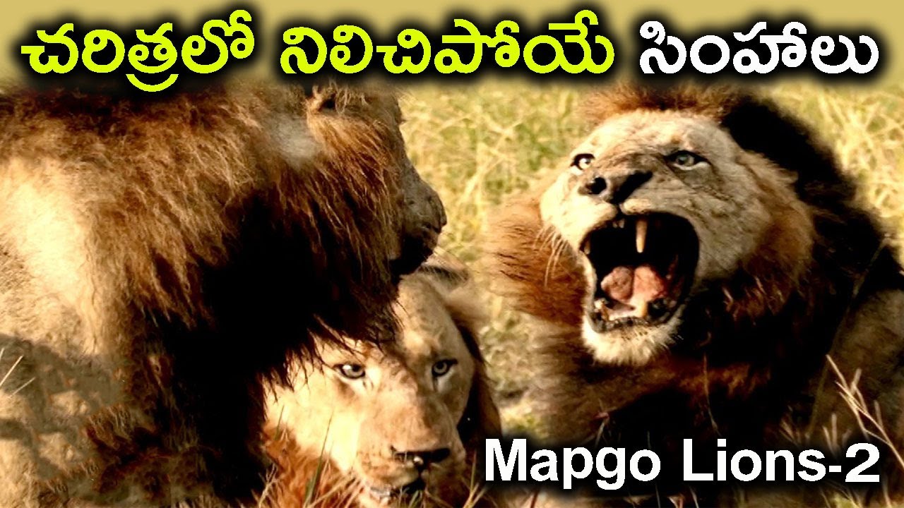 చరిత్రలో నిలిచిపోయిన ఆరు సింహాల యదార్ధ గాధ ll Mapogo Lion Coalition in Telugu part-2 /telugu wonders