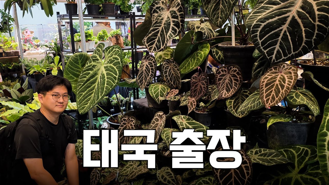 싸와디캅🙏 2025 태국 희귀 식물 페어 다녀왔습니다 ㅣ몬스테라 데빌 몬스터, 와로퀘아넘 바리에가타, 안스리움 바리에가타 등