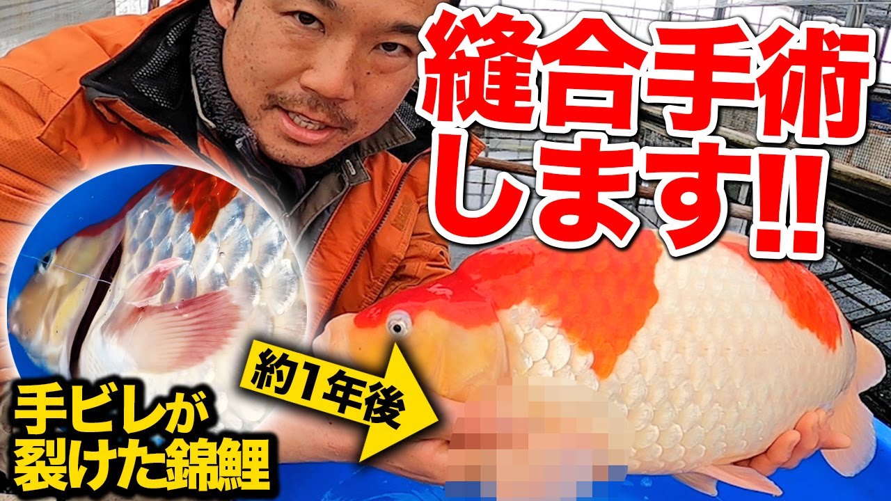 裂けた錦鯉を縫う！【ヒレ手術】Surgery＃Nishikigoi ＃ปลาคราฟ