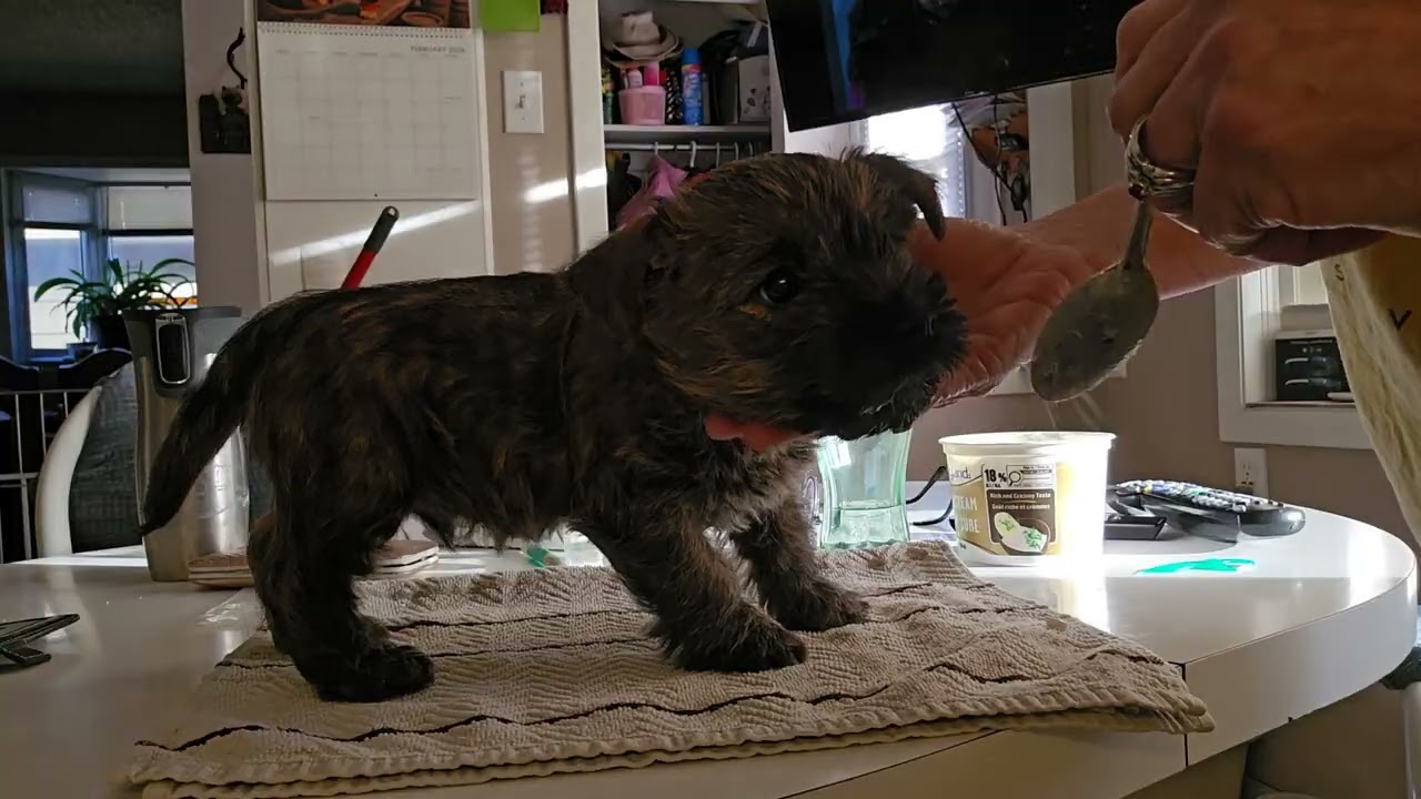 Puppies 7 wks old