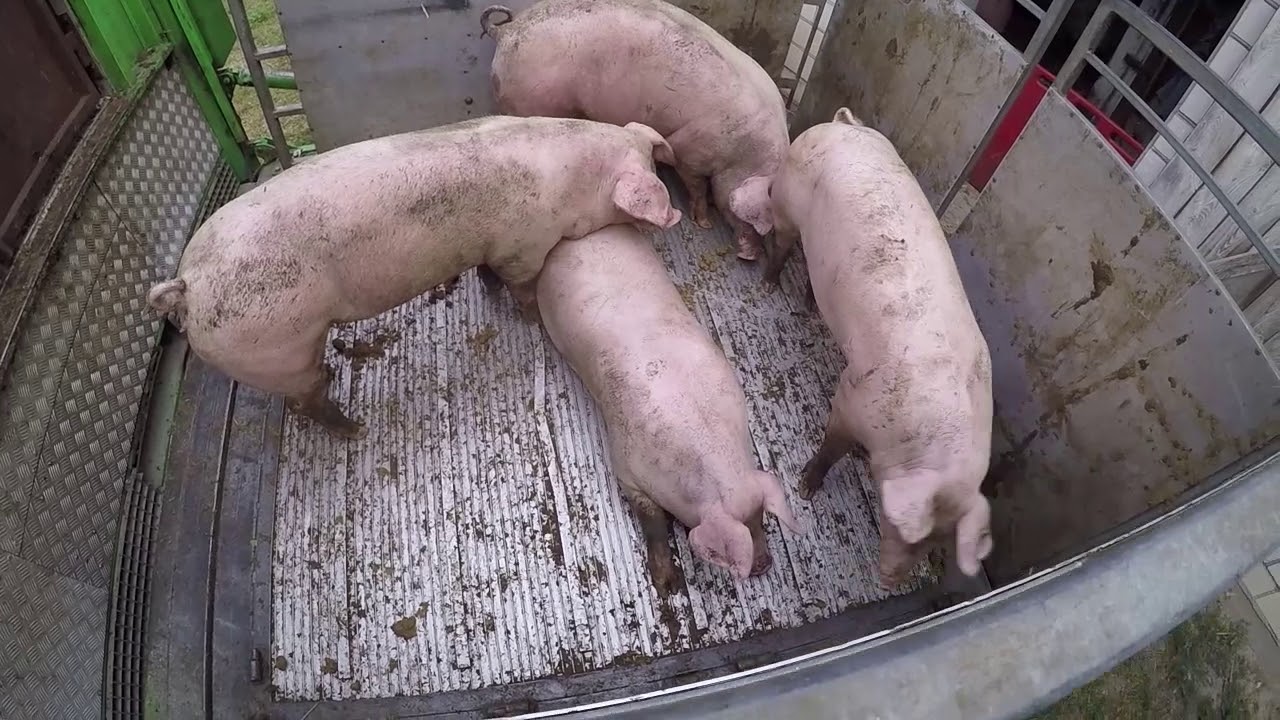 Świnia w cenie byka ?! :O Sprzedaż świń