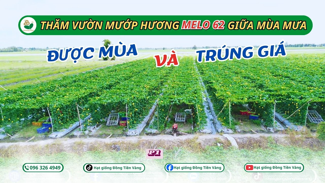 🌿Cùng về miền Tây tham quan vườn mướp hương Melo 62 trồng vào mùa mưa cho năng suất đạt rất cao - P1