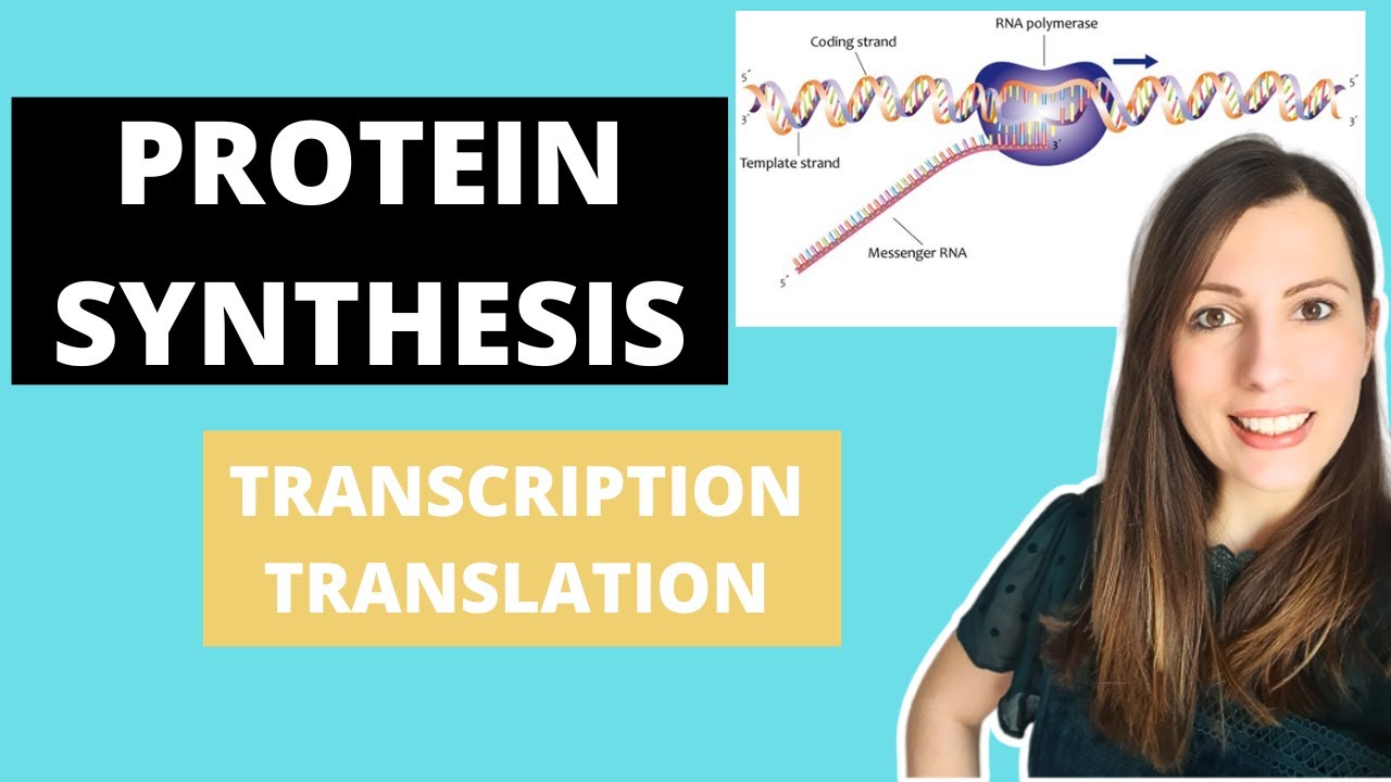 PROTEIN SYNTHESIS: A-level Biology.  Transcription, translation and pre-mRNA modifications