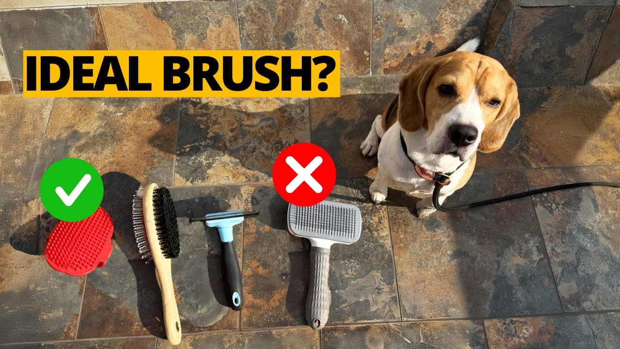 The Best Type of Brushes for Your Beagle&rsquo;s Short Coat