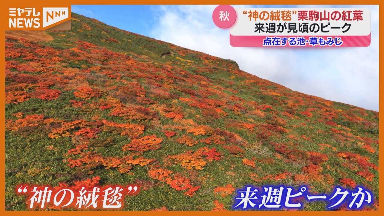 「神の絨毯という言葉がぴったり」全国的にも有名な『栗駒山』紅葉が見頃&hellip;カメラマンリポート（宮城）