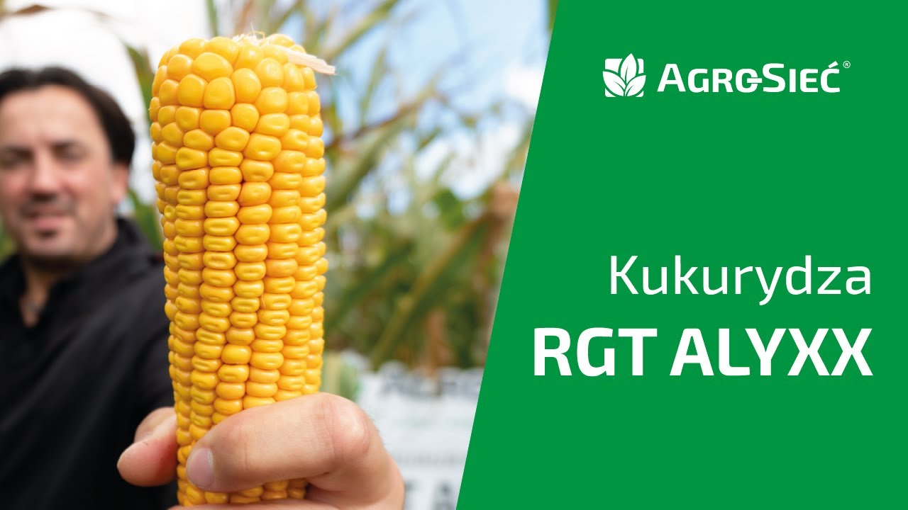 Kukurydza RGT ALYX | Dent jak koń! | Agro-Sieć Sp. z o.o.
