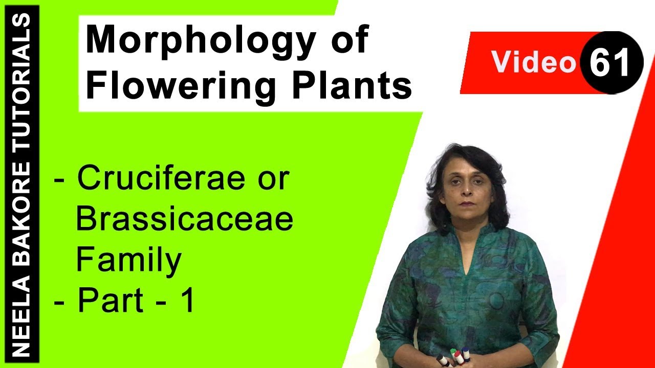 Morphology of Flowering Plants | NEET | Cruciferae or Brassicaceae Family - Part 1  | Neela Bakore