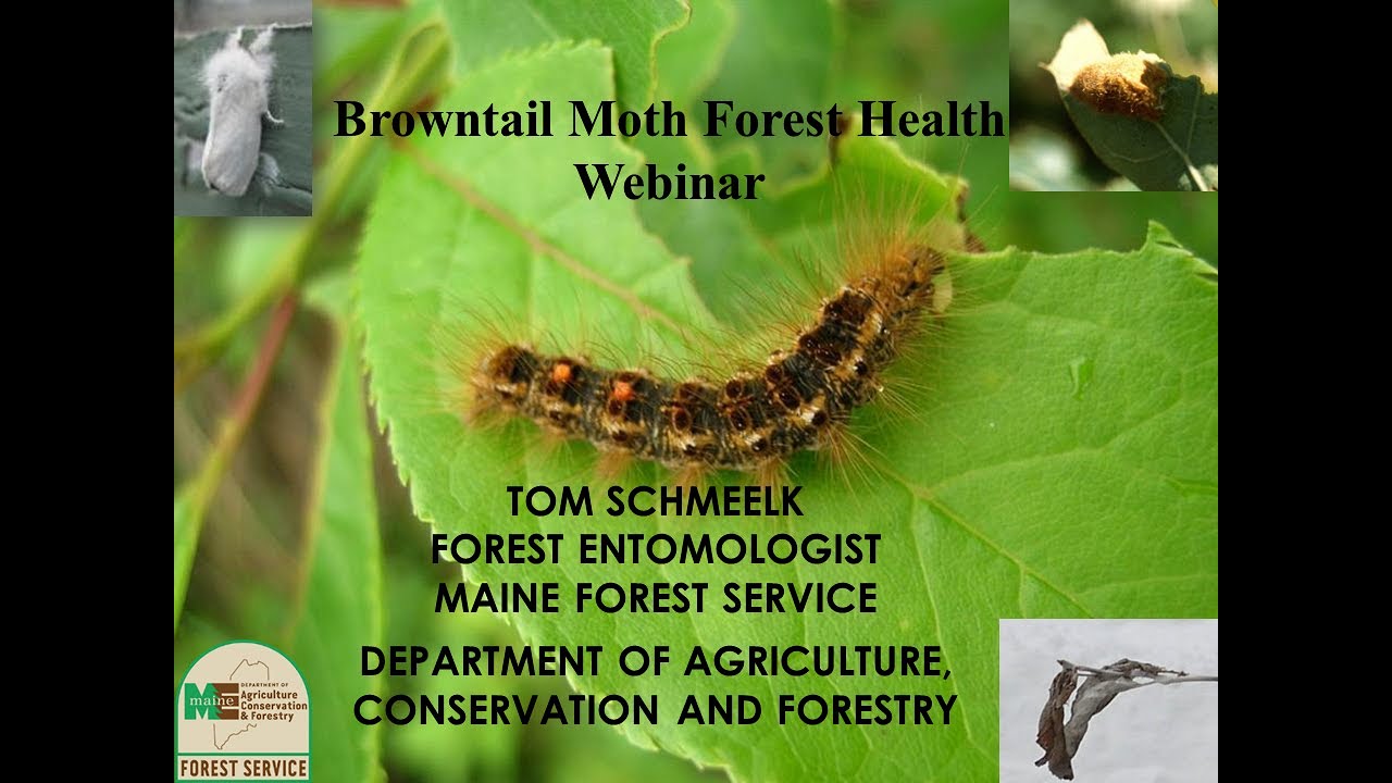Browntail Moth in Maine