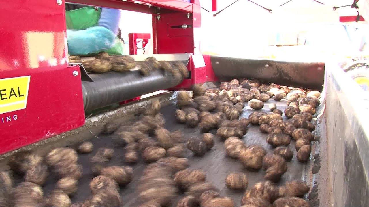 Potato Grader Settings - Harvesting & Bruising Chapter 3