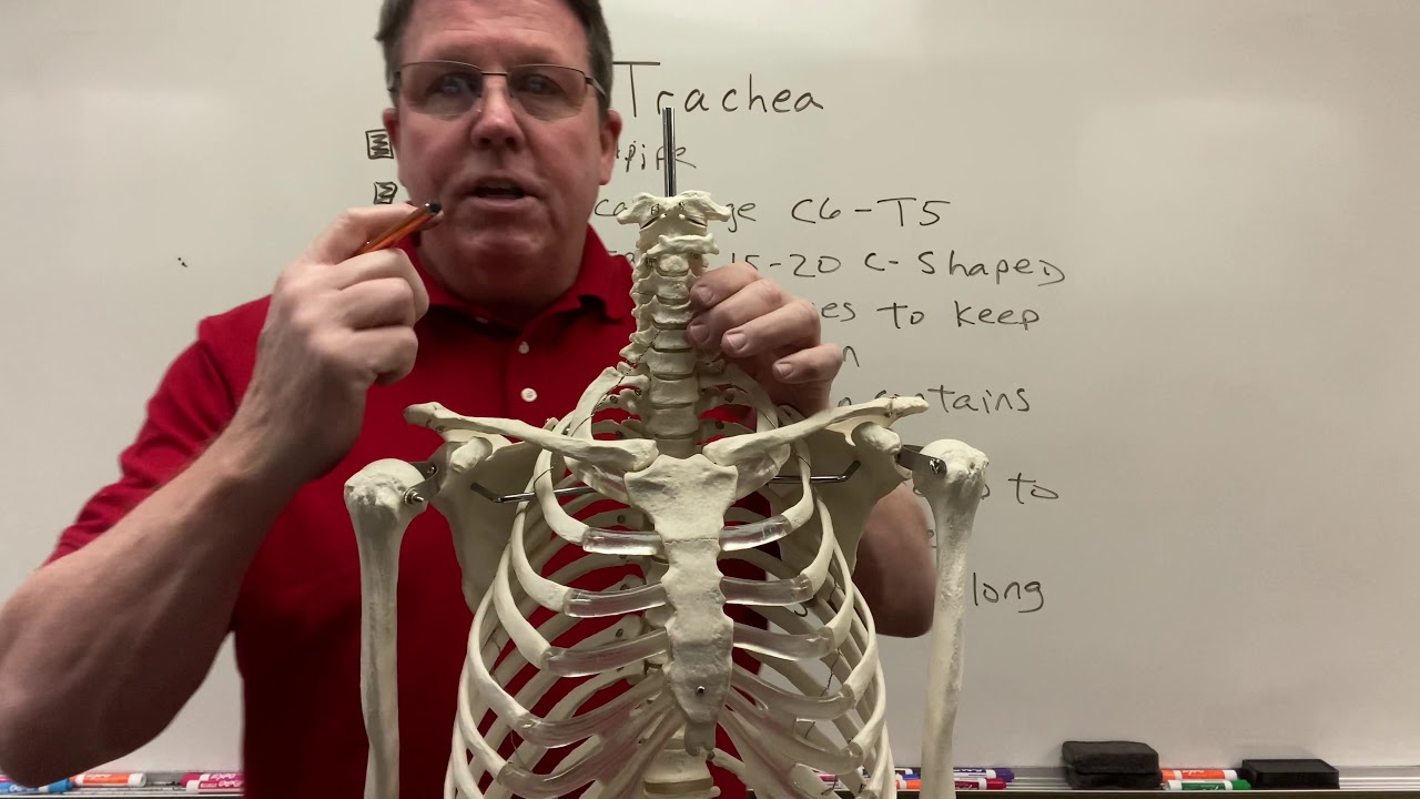 The Trachea