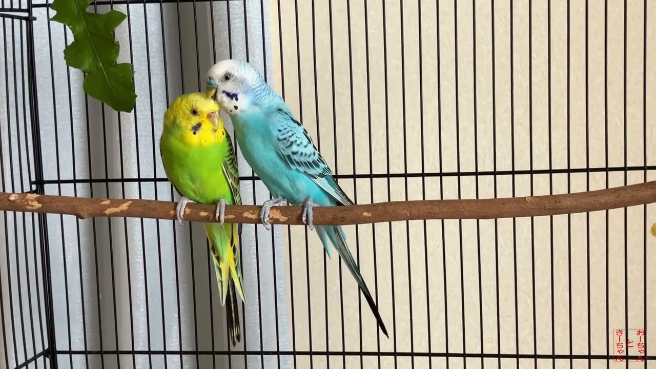 我が家のインコ　おーちゃんときーちゃん(187)　外出するインコ。