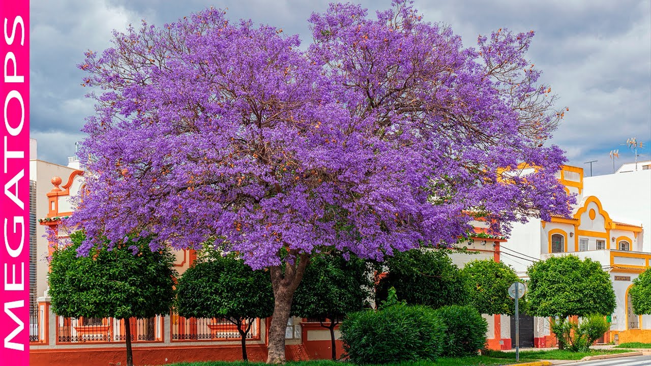 10 &Aacute;rboles Coloridos m&aacute;s Hermosos del mundo