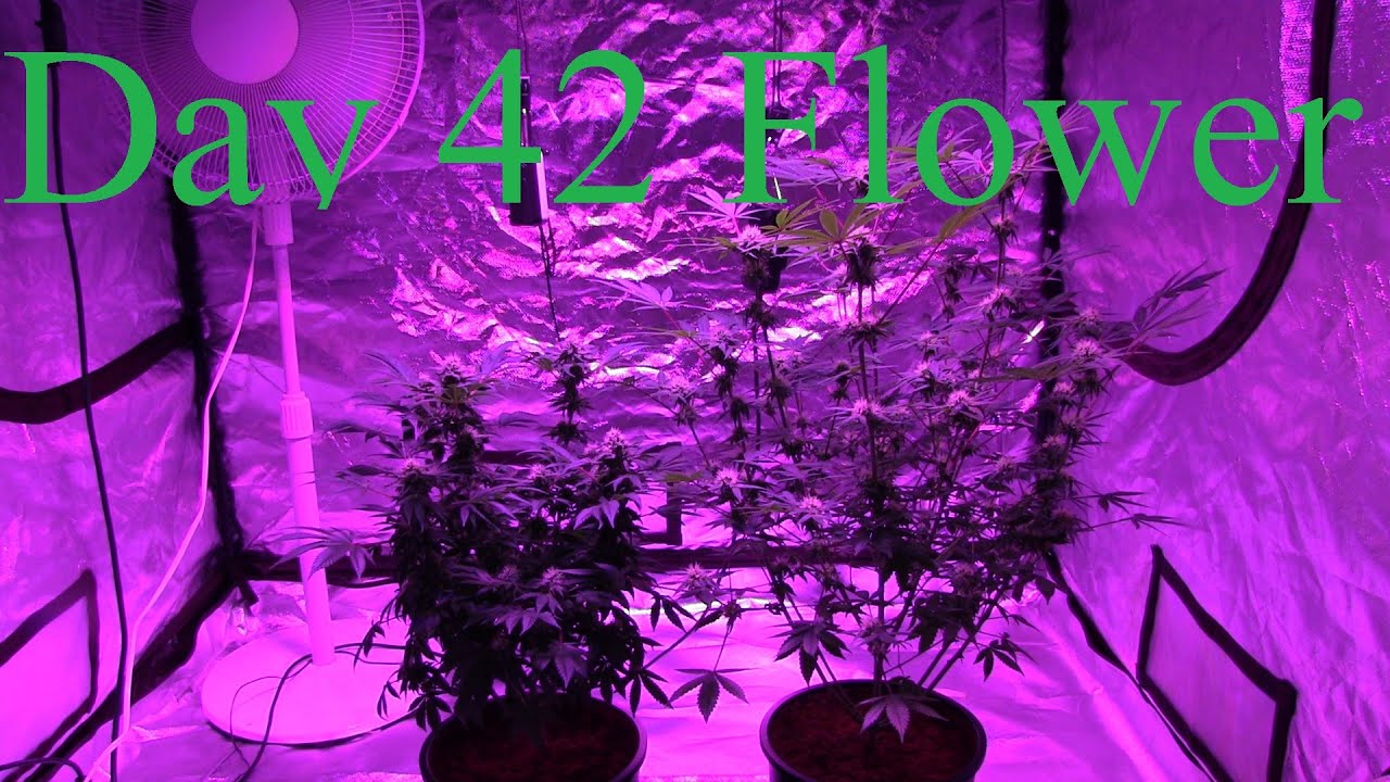 AK47 Pinewalker Hooah Day 42 Flower