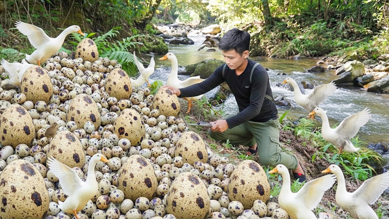 Harvesting A Huge Flock Of Wild Ducks And Their Eggs In The Forest — Cooking & Self-Sufficient Life