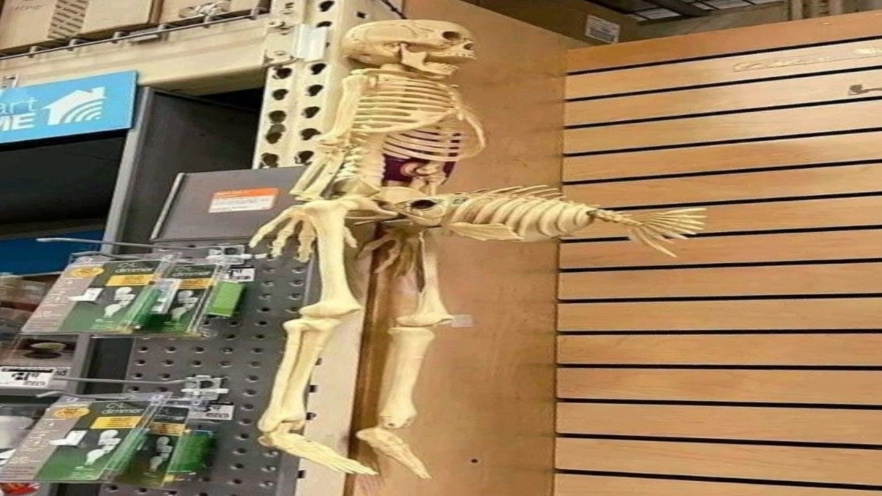 Top 5 Skeleton