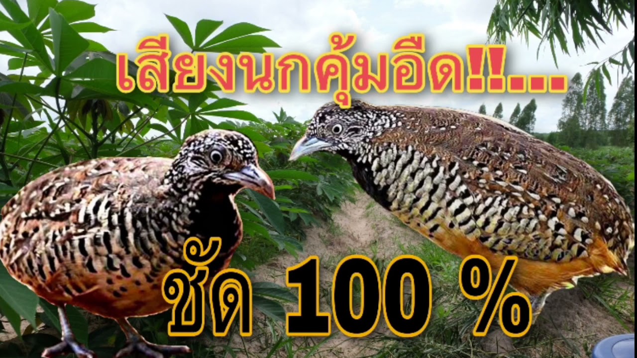 เสียงต่อนกคุ้มอืด เข้าเร็วมาก!!..หมานสุดๆ
