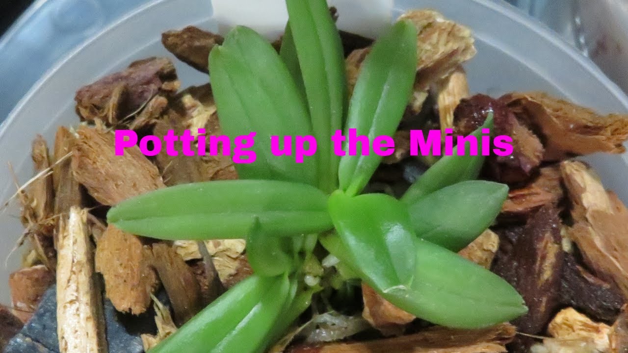 POTTING UP THE MINIS ON MOUNTS