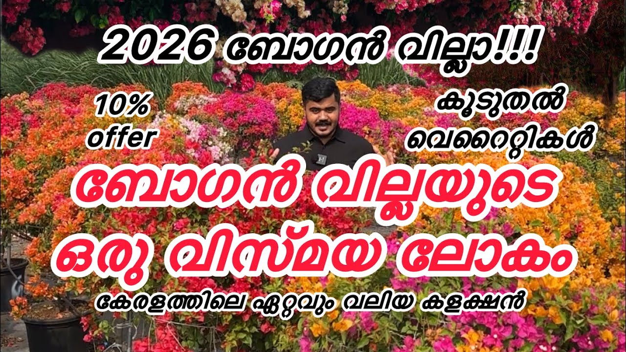 2026ലെ ബോഗൻ വില്ലയുടെ വമ്പൻ കളക്ഷൻ!!!
