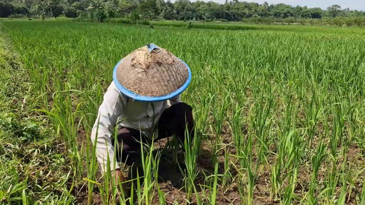 EXTREME FARMERS’ SKILL: HAND WEEDING RICE SEEDLINGS FAST!  -Agriculture Farming