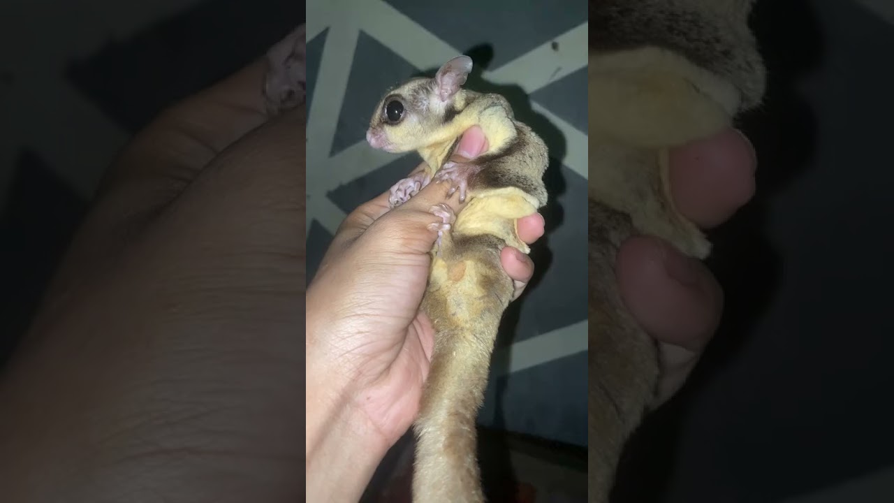 Sugar glider Classic grey