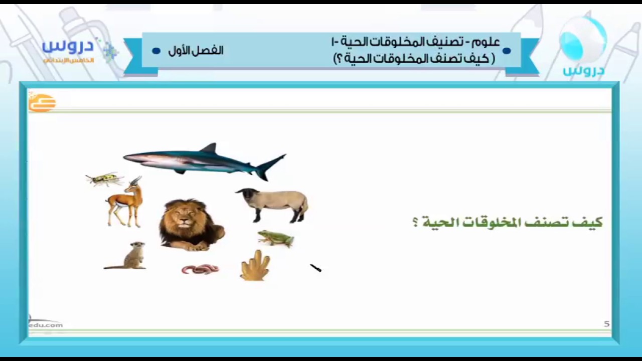 الخامس الإبتدائي | الفصل الدراسي الأول 1438 | علوم | تصنيف المخلوقات الحية 1