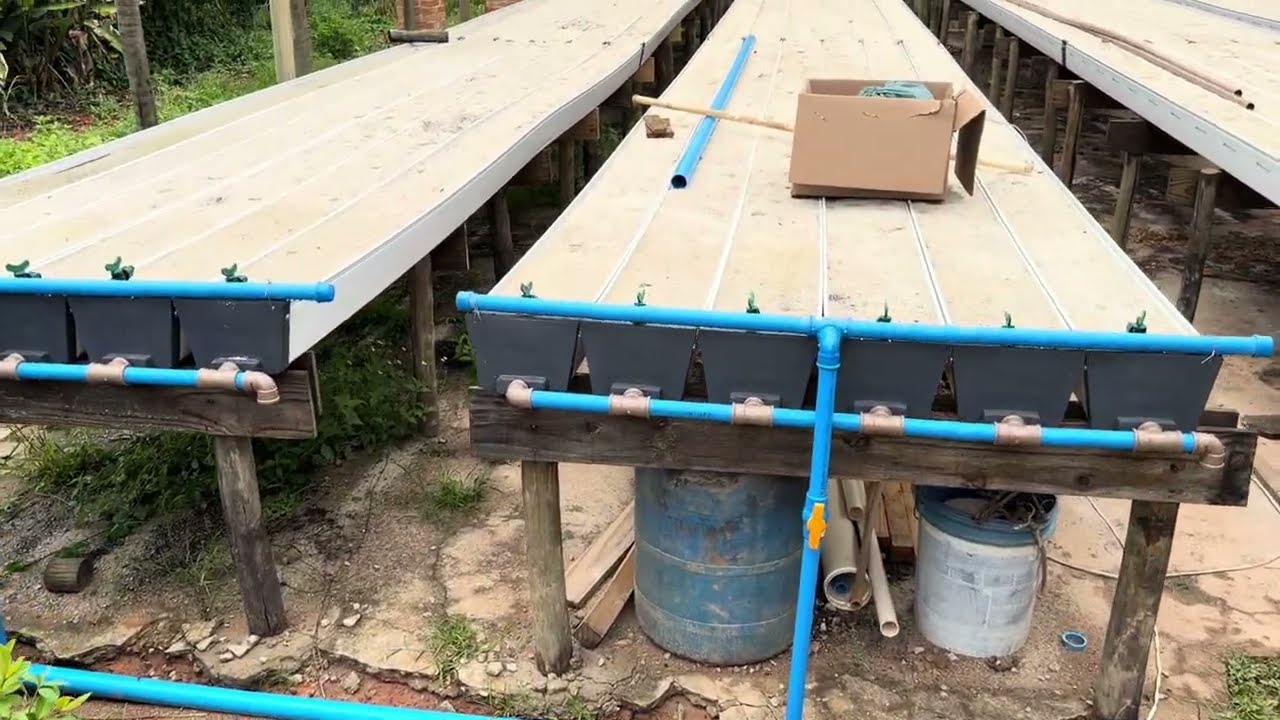 Hidroponia em Areia: Essa Conta Evita Desperdício de Água