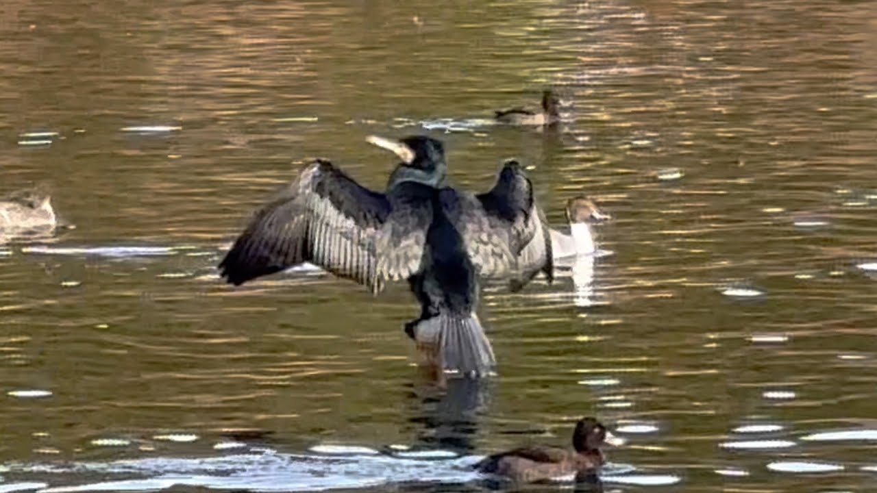 【渡り鳥】2025年2月2日のカモ🦆【duck】