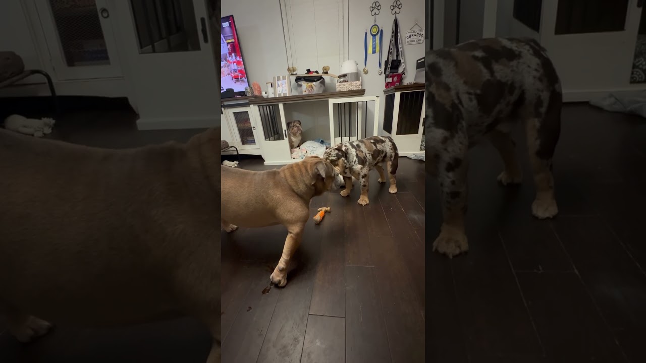 BAMA TELLS BLUE TO DROP HIS TOY HAMMER 🔨 #bulldog #bulldoglife