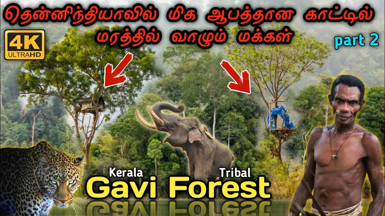தென்னிந்தியாவின் மிக ஆபத்தான காட்டில் மரத்தில்🛖 வாழும் மக்கள் சந்திக்க #gavi #forest #kerala #tribal