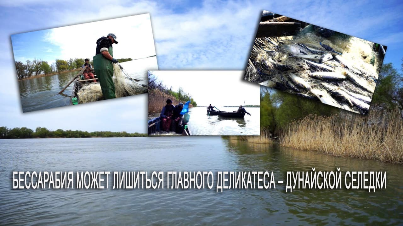 Бессарабия может лишиться своего главного деликатеса – дунайской селедки