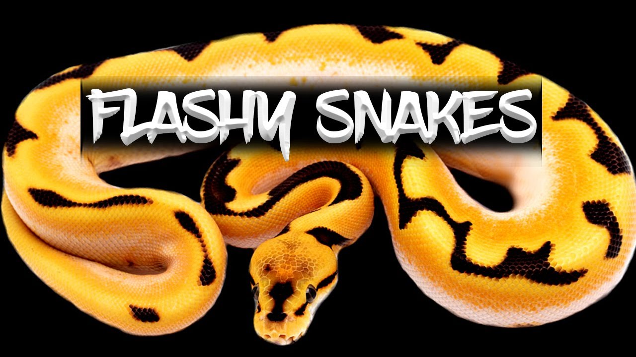 How to make Bright and Flashy Ball Pythons!