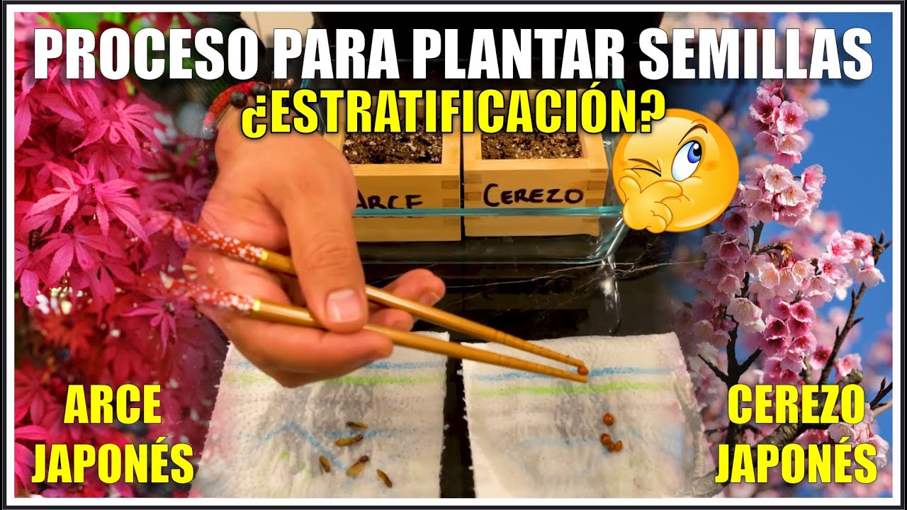 🌳 ESTRATIFICACIÓN DE SEMILLAS | Paso a Paso | BIEN EXPLICADO
