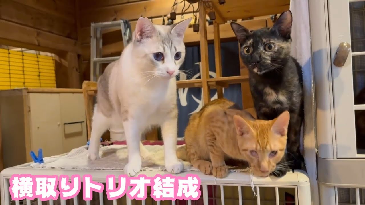 横取りトリオは元気いっぱい  いちかちゃんは7時間の手術頑張りました 2026 01 20 2