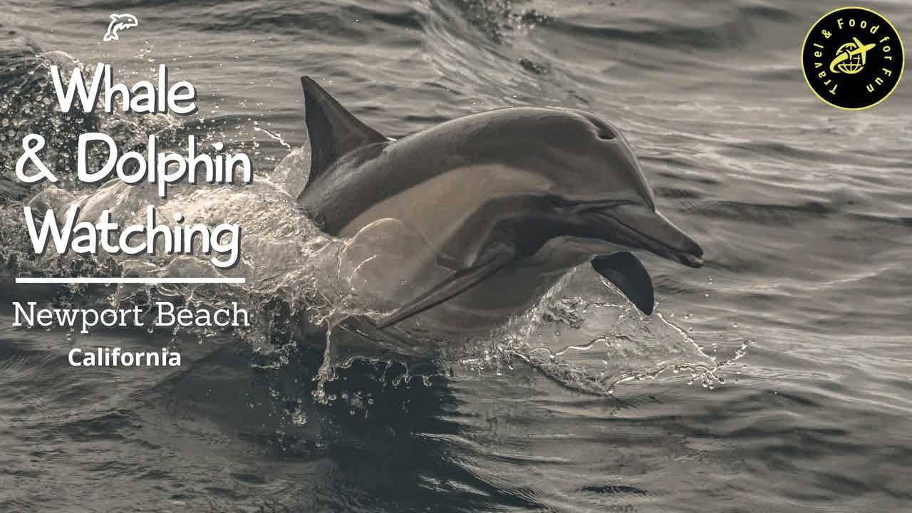 Whale & Dolphin watching tour from Newport Beach, California
