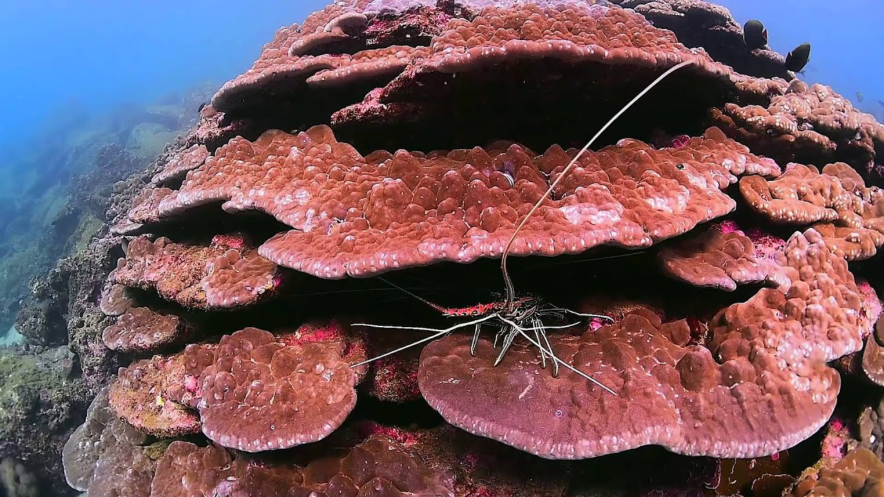 IUCN Myeik Reefs FULL HD