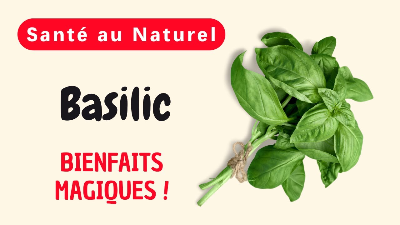 Pourquoi le Basilic Est-il Consid&eacute;r&eacute; comme une Plante Miraculeuse pour une Sant&eacute; de Fer ?