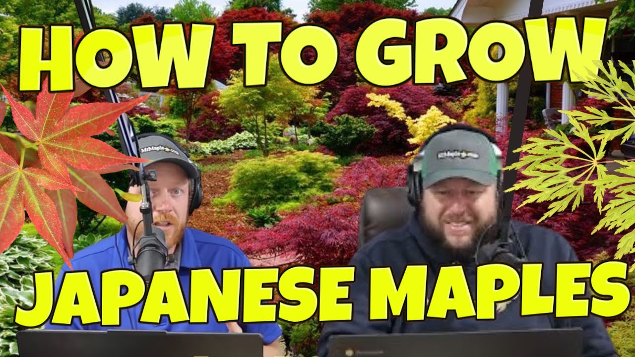 How To Grow Japanese Maples - MrMaple Podcast Episode #4