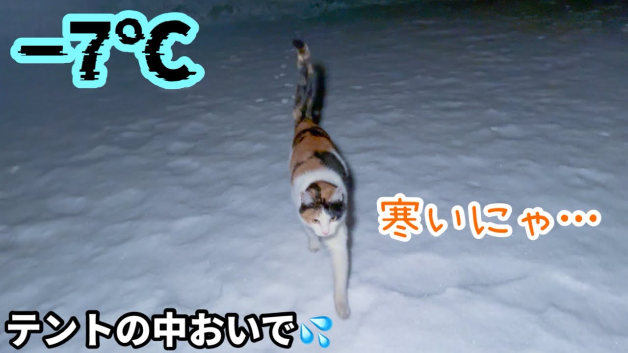 雪降る寒い夜に三毛猫が雪の上を歩いてきた💦暖かいテントの中で一緒にキャンプを楽しみました！