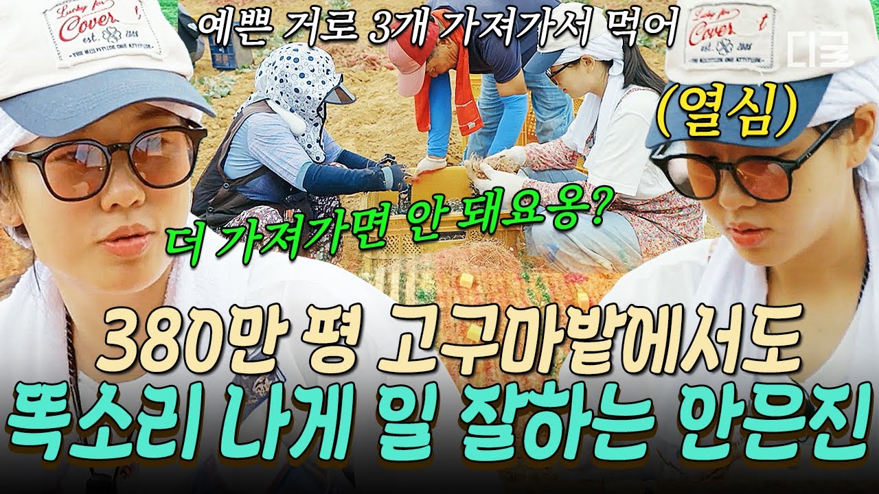 [#언니네산지직송] 고구마 많이 먹게 열심히 일해야징~🍠 야무지게 고구마 수확하는 똑순이 안은진💗