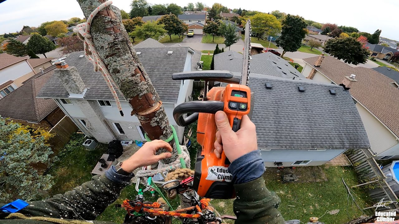Finishing a stone dead maple - cutting and rigging